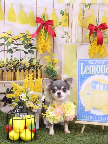 20240402ブルーちゃん